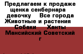 Предлагаем к продаже щенка сенбернара - девочку. - Все города Животные и растения » Собаки   . Ханты-Мансийский,Советский г.